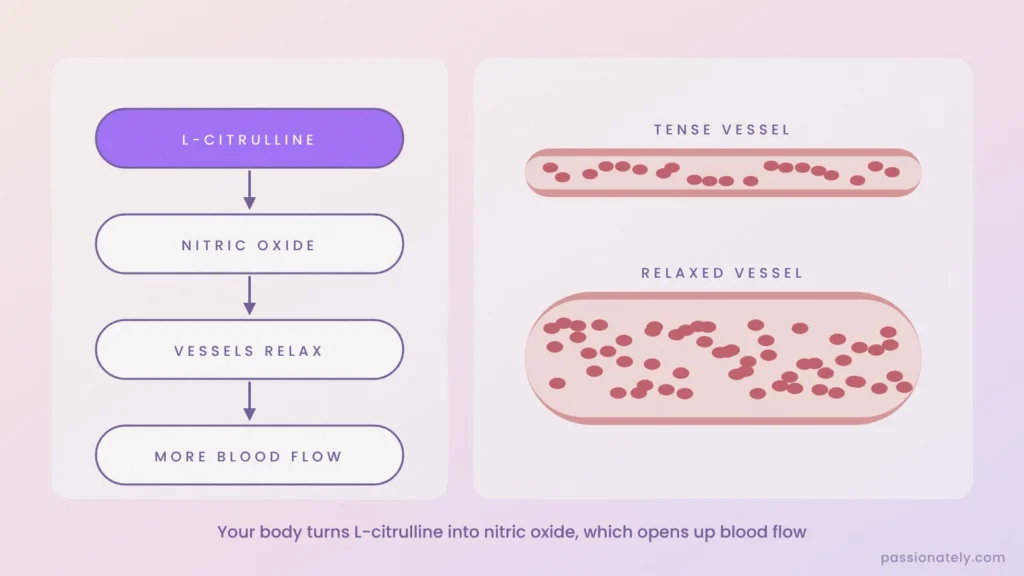 Diagram of L-citrulline turning into nitric oxide and relaxing a blood vessel for more blood flow