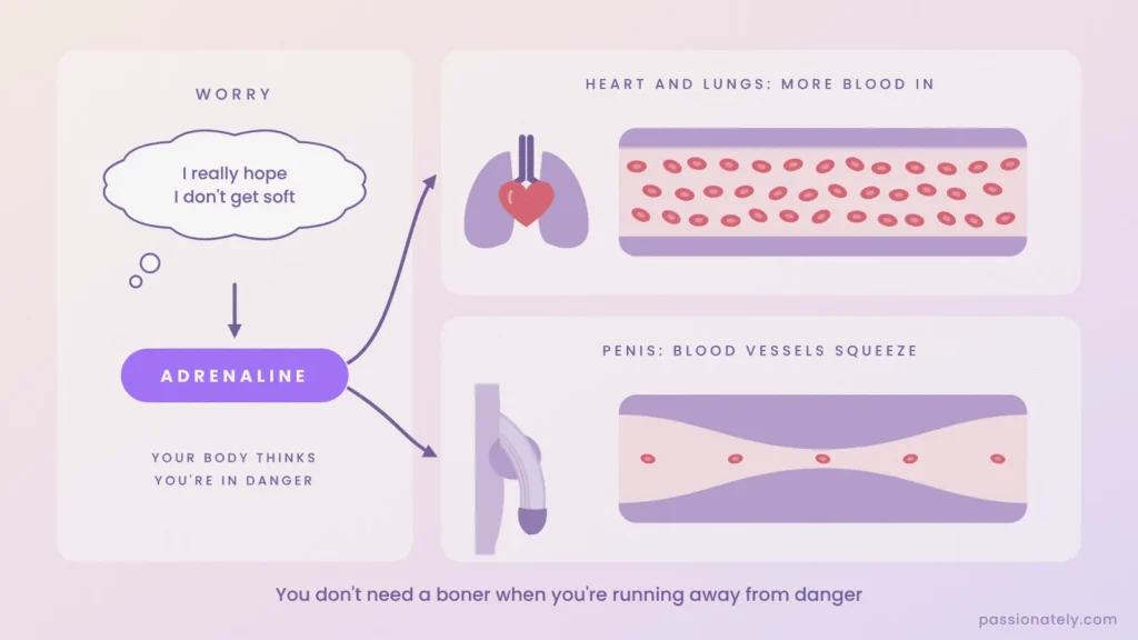 Diagram showing how adrenaline sends more blood to the heart and lungs while squeezing the blood vessels in the penis