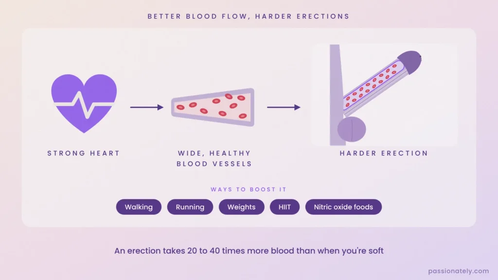 Diagram showing a strong heart and wide blood vessels filling the penis with blood for a harder erection