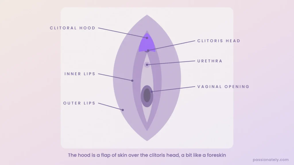 Labelled diagram of the vulva showing the clitoral hood, clitoris head, urethra and vaginal opening