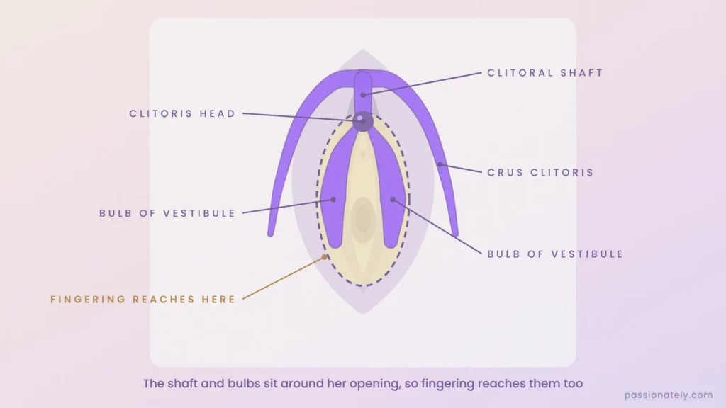 Diagram of the clitoral shaft and bulbs around the vaginal opening, with the area fingering reaches