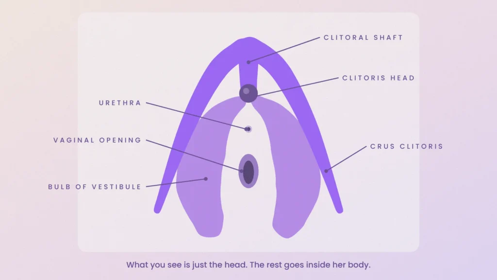 Labelled diagram of the internal clitoris showing the clitoris head, clitoral shaft, crus clitoris and bulbs of vestibule