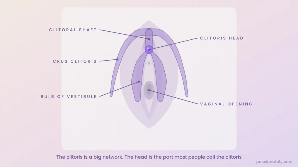 Labelled diagram of the whole clitoris: head, shaft, crura and bulbs of vestibule over the vulva
