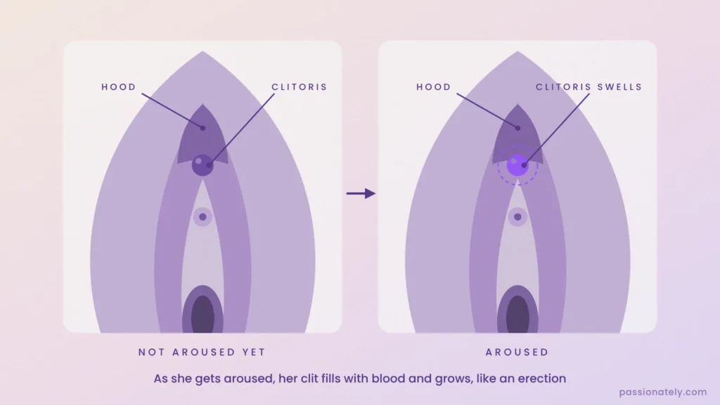 Diagram of the clitoral hood and clitoris before and after arousal, with the clitoris swelling