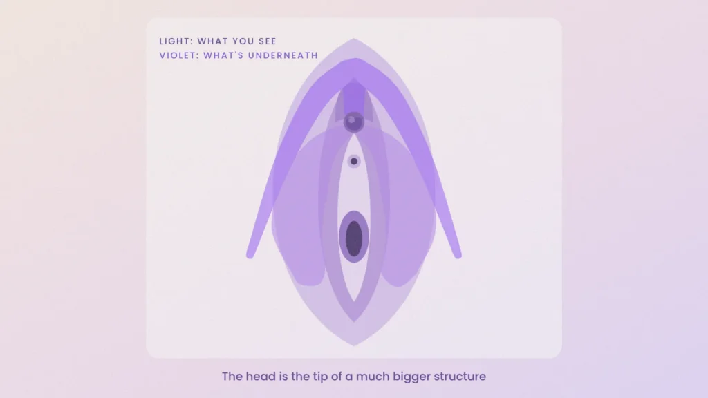 Diagram of the vulva with the internal clitoris overlaid, showing the head as the tip of a larger structure