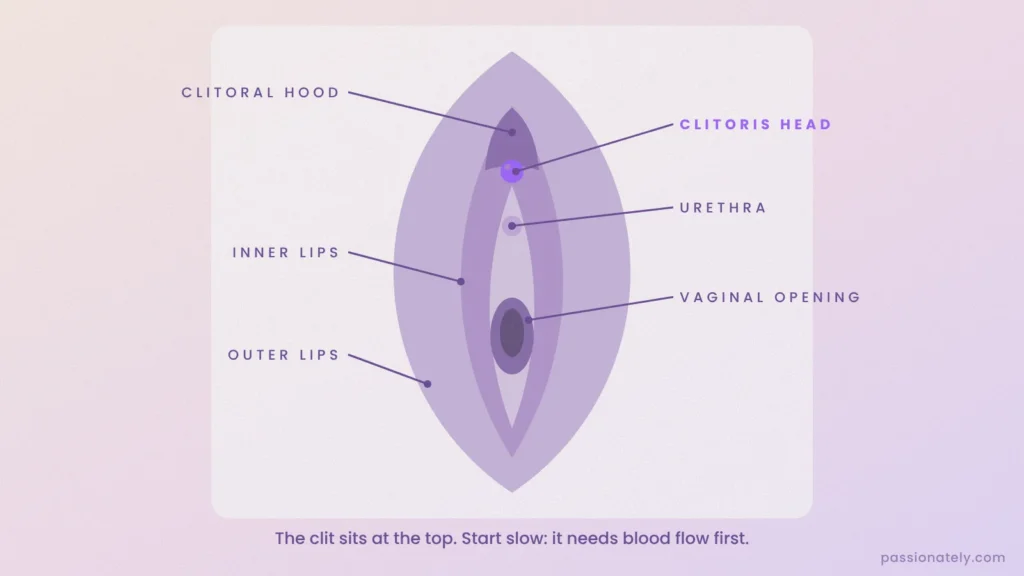 Labelled diagram of the vulva showing the clitoral hood, clitoris head, urethra, inner lips, vaginal opening and outer lips