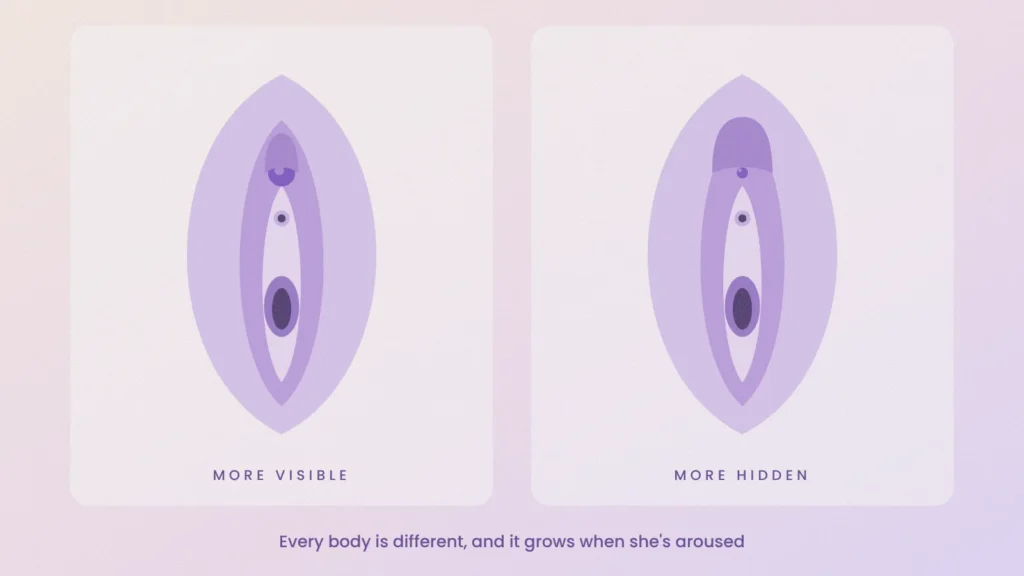 Two vulva diagrams comparing a more visible clitoris with a more hidden one under the hood