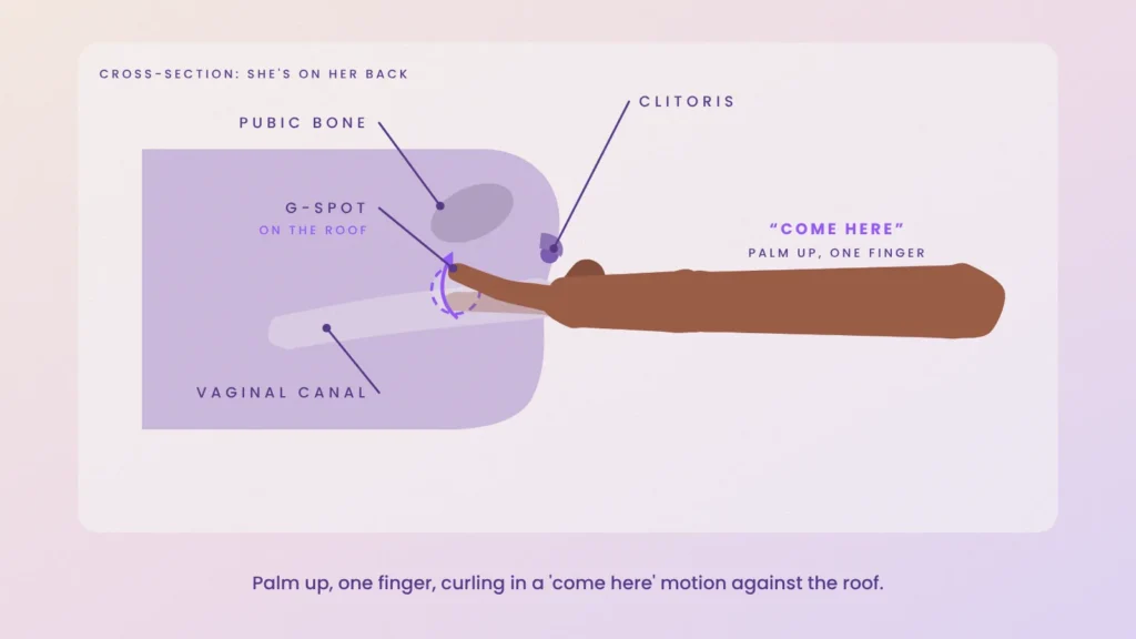 Cross-section showing one finger curling in a come here motion against the G-spot on the roof of the vagina