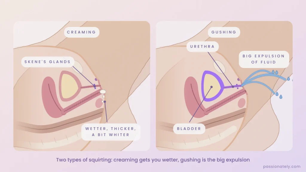 Cut-through diagram comparing creaming and gushing, labelling the Skene's glands, urethra and bladder