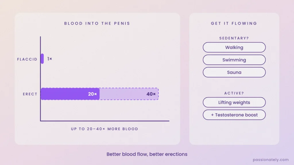 Chart showing an erect penis takes in 20 to 40 times more blood than a flaccid one, with walking, swimming, sauna and lifting weights to improve blood flow
