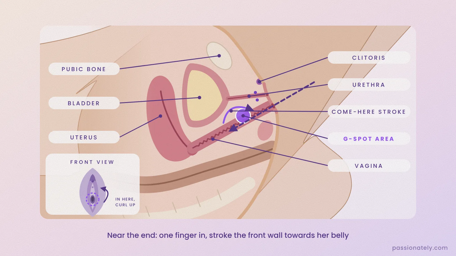 Cross-section diagram showing one finger inserted and stroking the G-spot area on the front wall of the vagina, with a front view of the vulva
