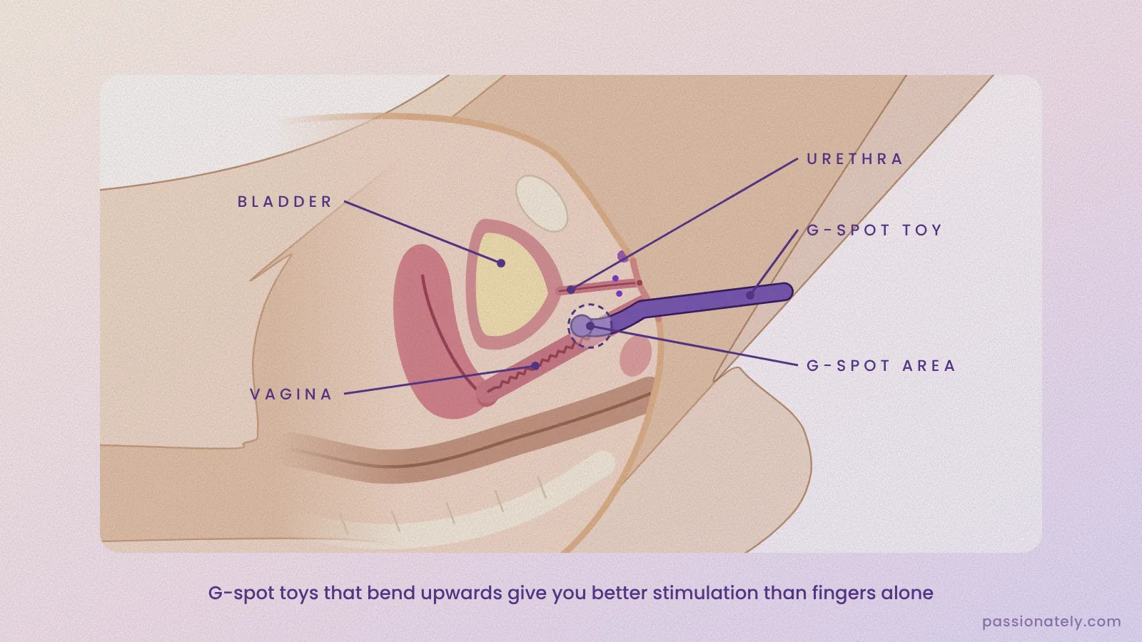 Cross-section showing a curved G-spot toy inside the vagina pressing on the G-spot area on the front wall