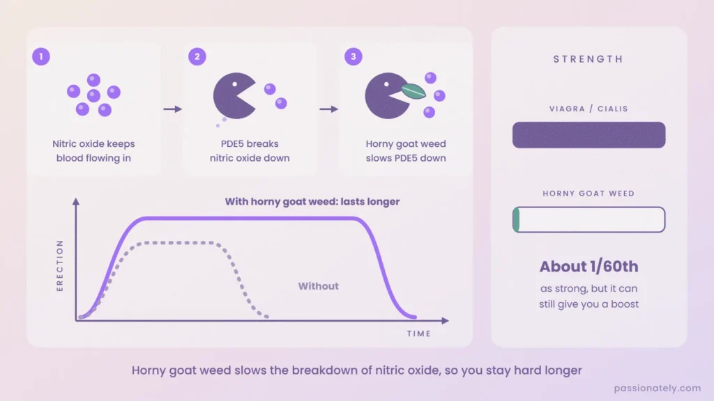 How horny goat weed works: PDE5 breaks down nitric oxide, horny goat weed slows it, and a graph showing the erection lasting longer
