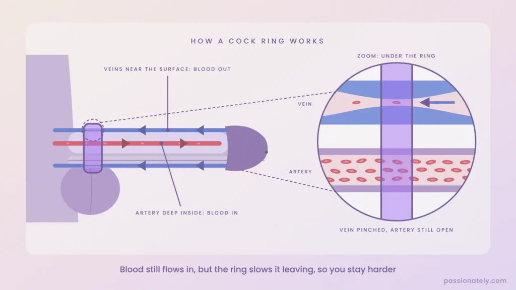 Diagram of how a cock ring works: blood flows in through the artery inside the penis while the ring squeezes the surface veins
