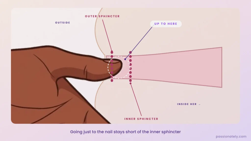 Cut-through diagram of a thumb inside the anus only up to the end of the nail, outer and inner sphincters marked