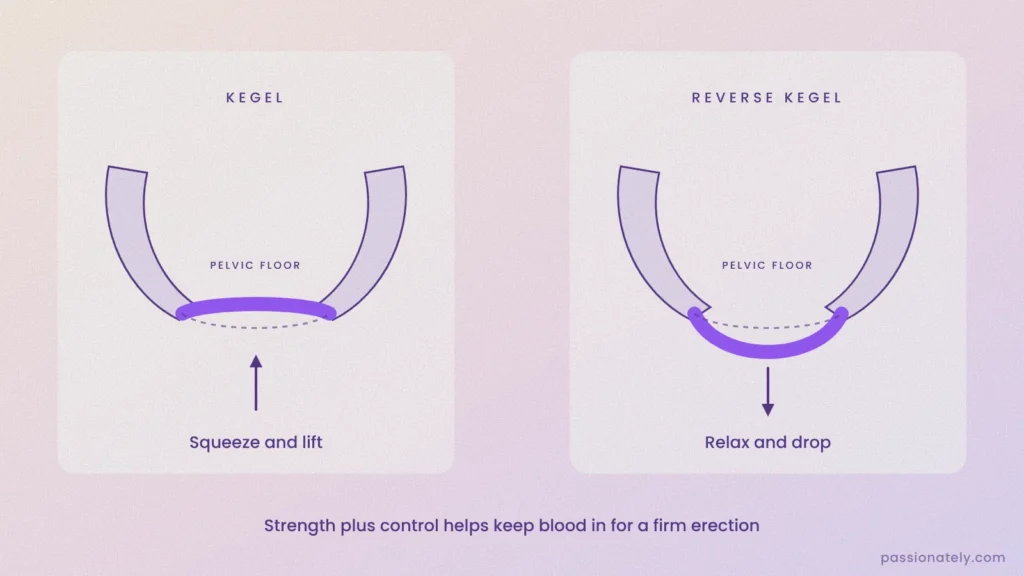 Diagram of the pelvic floor muscles lifting during a kegel and dropping during a reverse kegel
