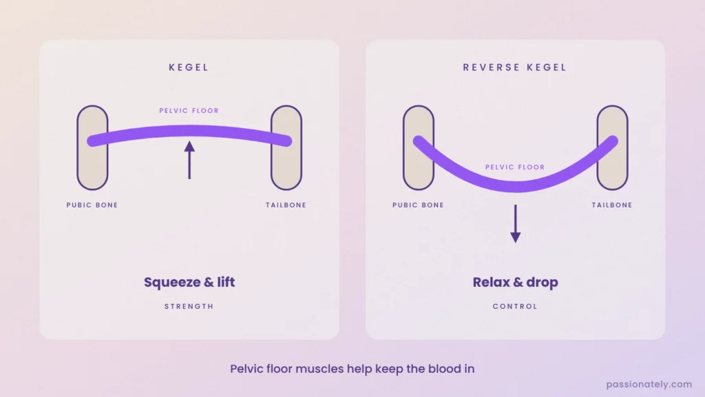 Diagram of the pelvic floor muscles between the pubic bone and tailbone, lifting in a kegel and dropping in a reverse kegel