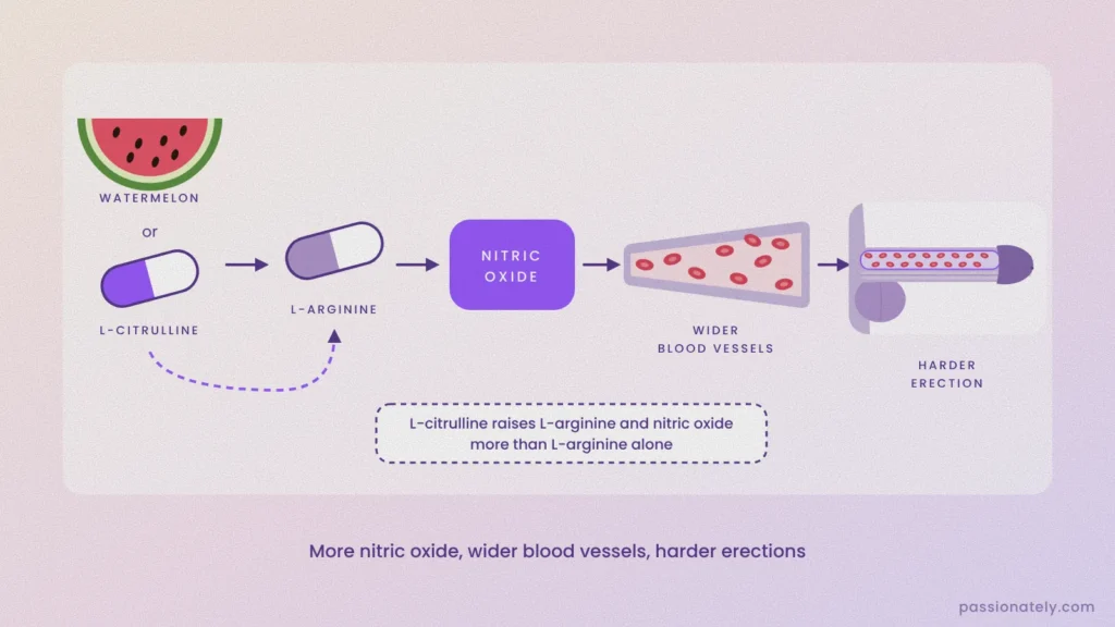Diagram of the L-arginine pathway: watermelon or L-citrulline to L-arginine to nitric oxide, wider blood vessels with red blood cells, and a harder erection