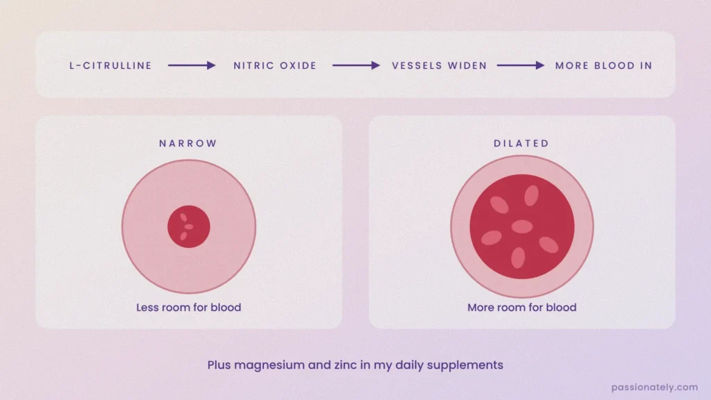 L-citrulline boosts nitric oxide, which widens blood vessels, shown as a narrow versus dilated blood vessel