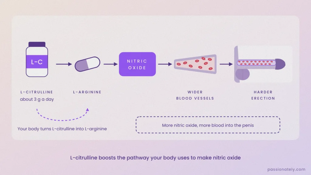 Diagram of L-citrulline turning into L-arginine, boosting nitric oxide, widening blood vessels and giving a harder erection
