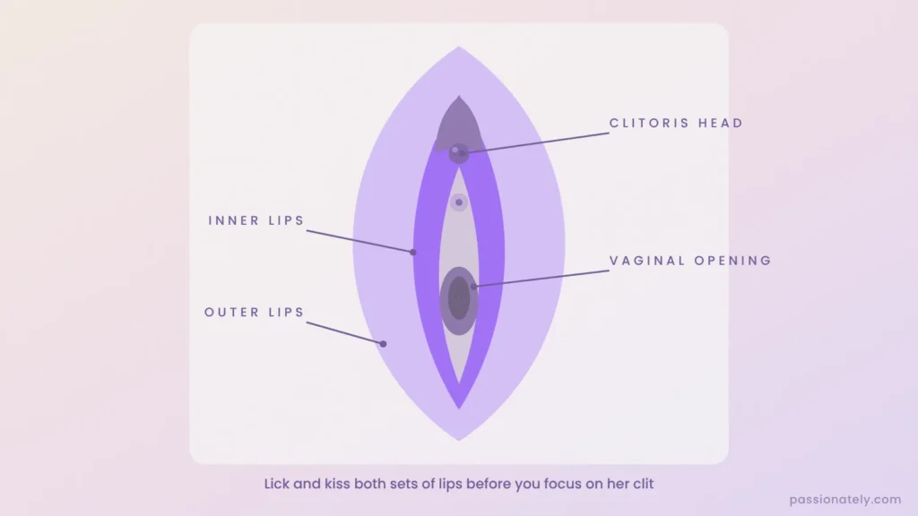 Labelled diagram of the vulva with the outer lips and inner lips highlighted