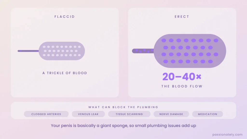 Diagram of the penis as a sponge, with a trickle of blood when flaccid and 20 to 40 times the blood flow when erect, plus common plumbing problems