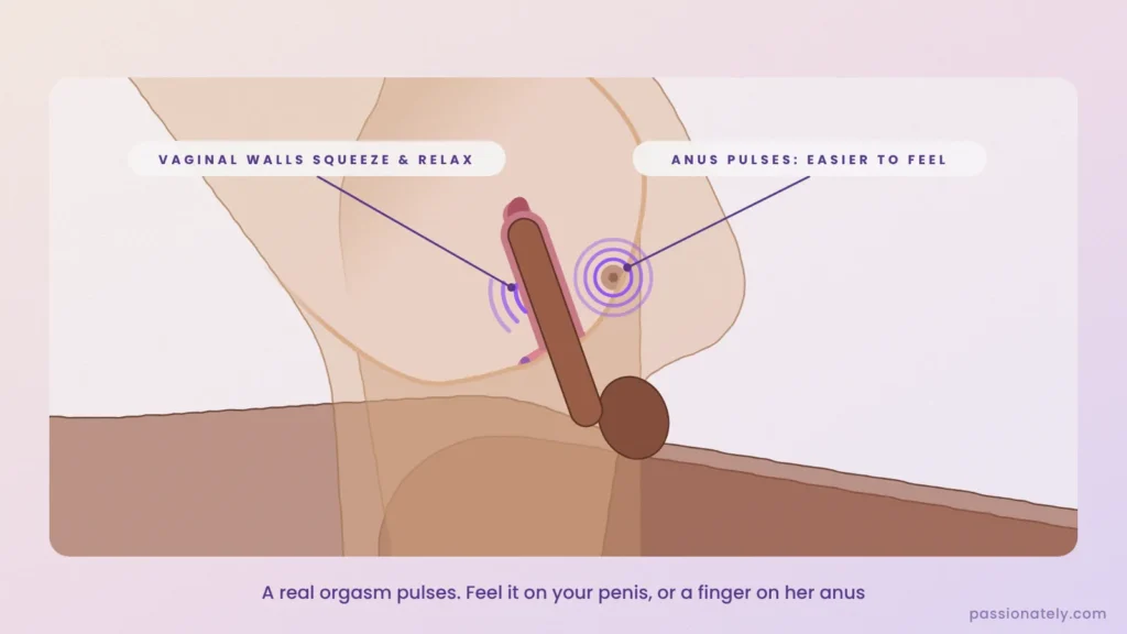 Cross-section in cowgirl showing the vaginal walls and anus pulsing during a real orgasm