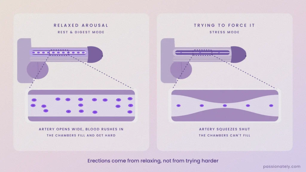 Diagram of the artery inside the penis opening wide during relaxed arousal compared with squeezing shut when trying to force an erection