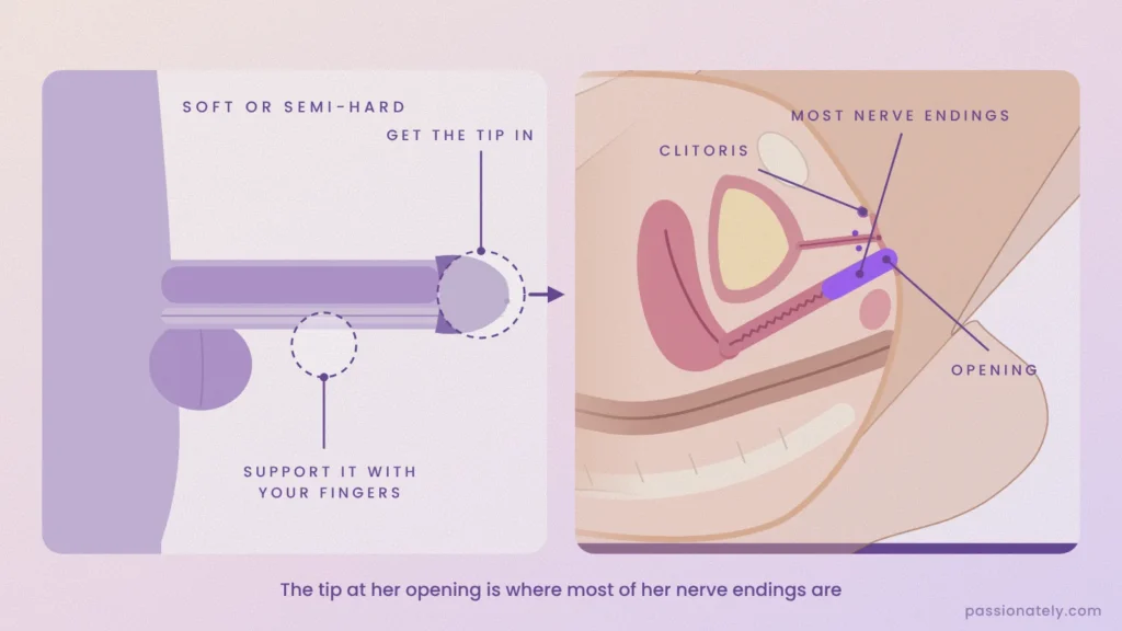 Diagram of a penis with the tip and support point marked, next to a cross-section showing most vaginal nerve endings near the opening