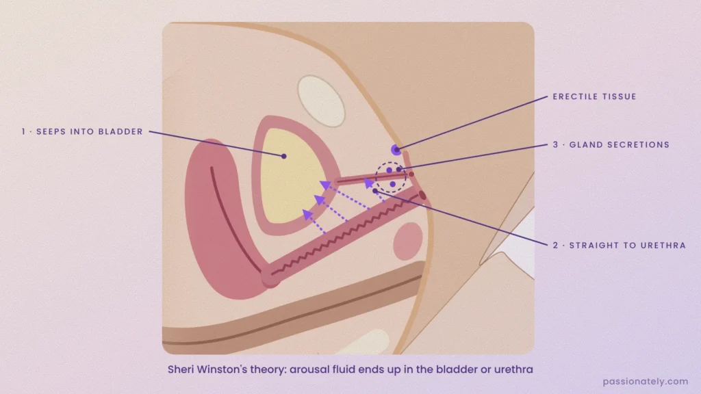 Cross-section with arrows showing arousal fluid passing into the bladder and straight into the urethra, plus the Skene's glands beside the urethra