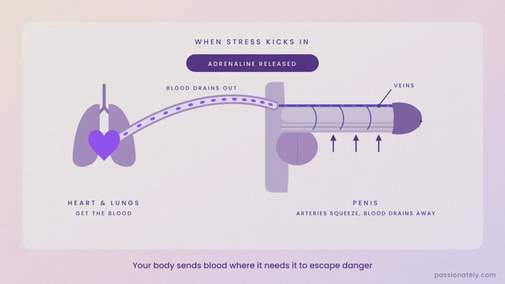 Diagram of adrenaline squeezing the arteries in the penis while blood drains out through the veins to the heart and lungs
