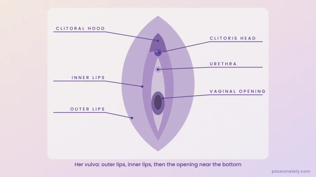 Labelled diagram of the vulva showing the clitoral hood, clitoris head, urethra, inner lips, vaginal opening and outer lips