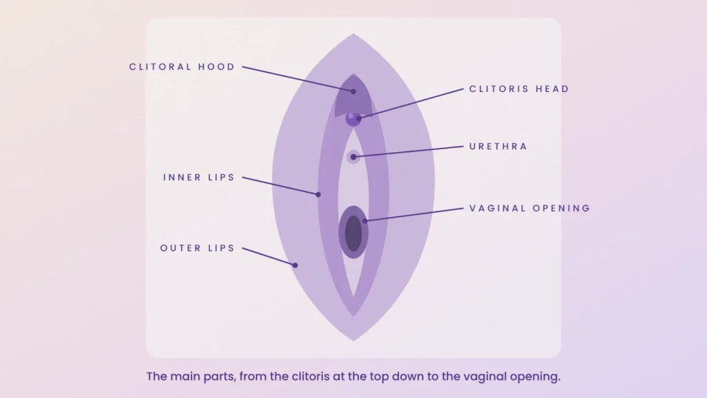Labelled diagram of the vulva showing the clitoral hood, clitoris head, urethra, inner lips, vaginal opening and outer lips