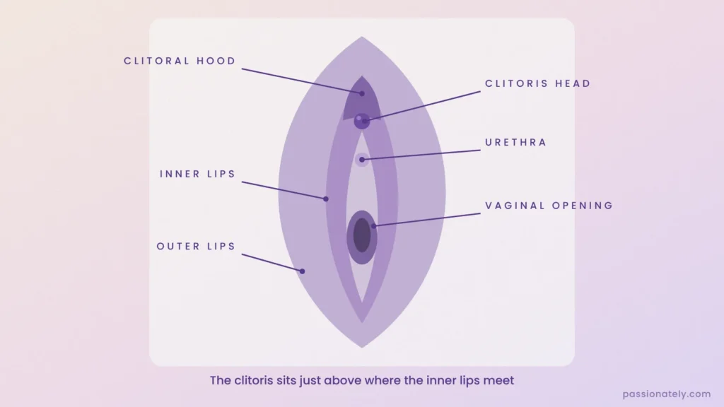 Labelled diagram of the vulva showing the clitoral hood, clitoris head, urethra, inner lips, vaginal opening and outer lips