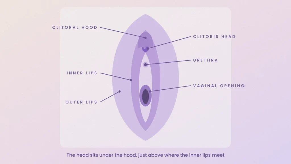 Labelled diagram of the vulva showing the clitoral hood, clitoris head, urethra, vaginal opening, inner lips and outer lips