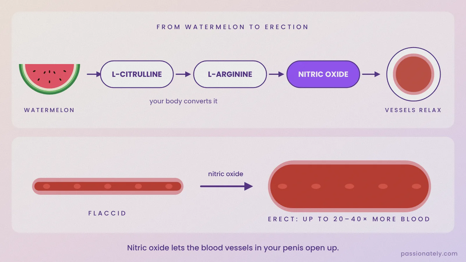 Diagram showing watermelon converting to L-citrulline, then L-arginine, then nitric oxide, which widens the blood vessels in the penis