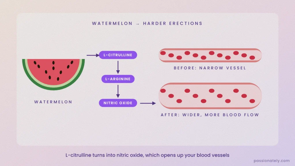 Diagram showing watermelon's L-citrulline turning into L-arginine and nitric oxide, widening a blood vessel for more blood flow