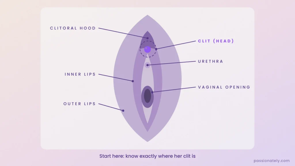 Labelled diagram of the vulva with the clitoris highlighted, plus the clitoral hood, urethra, inner and outer lips and vaginal opening