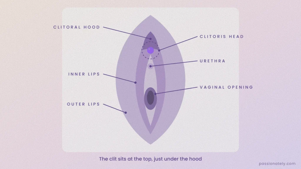 Labelled diagram of the vulva showing the clitoral hood, clitoris head, urethra, inner lips, vaginal opening and outer lips