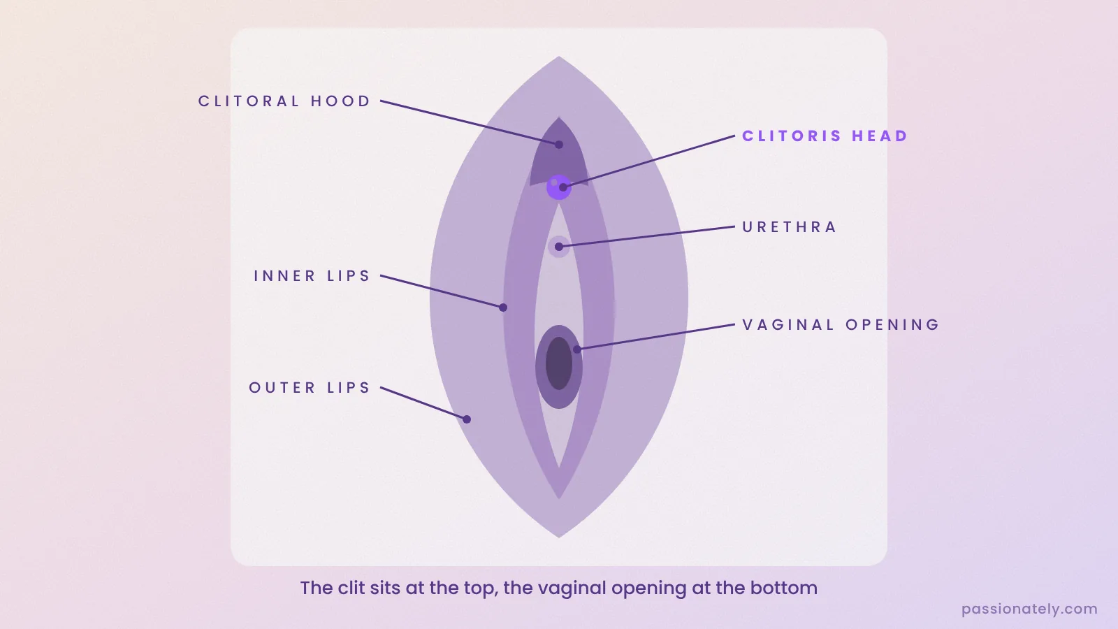 Labelled diagram of the vulva showing the clitoral hood, clitoris head, urethra, inner lips, vaginal opening and outer lips