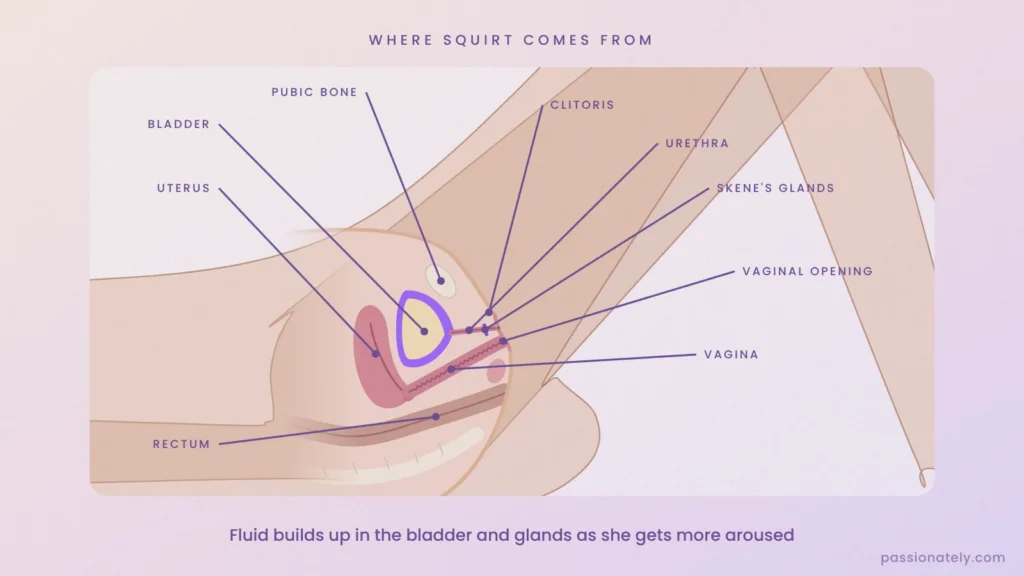 Labelled cross-section of a woman lying on her back showing the bladder, urethra, Skene's glands, vagina, uterus, pubic bone, clitoris and rectum