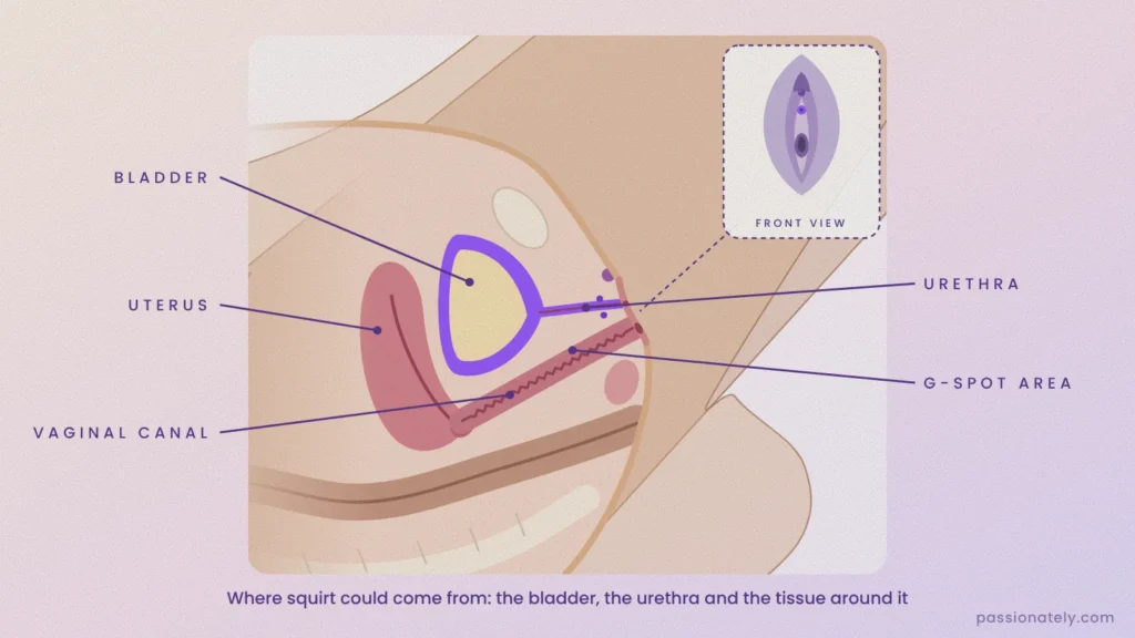 Labelled cross-section of a woman lying on her back showing the bladder, uterus, vaginal canal, urethra and G-spot area, with a front view of the vulva
