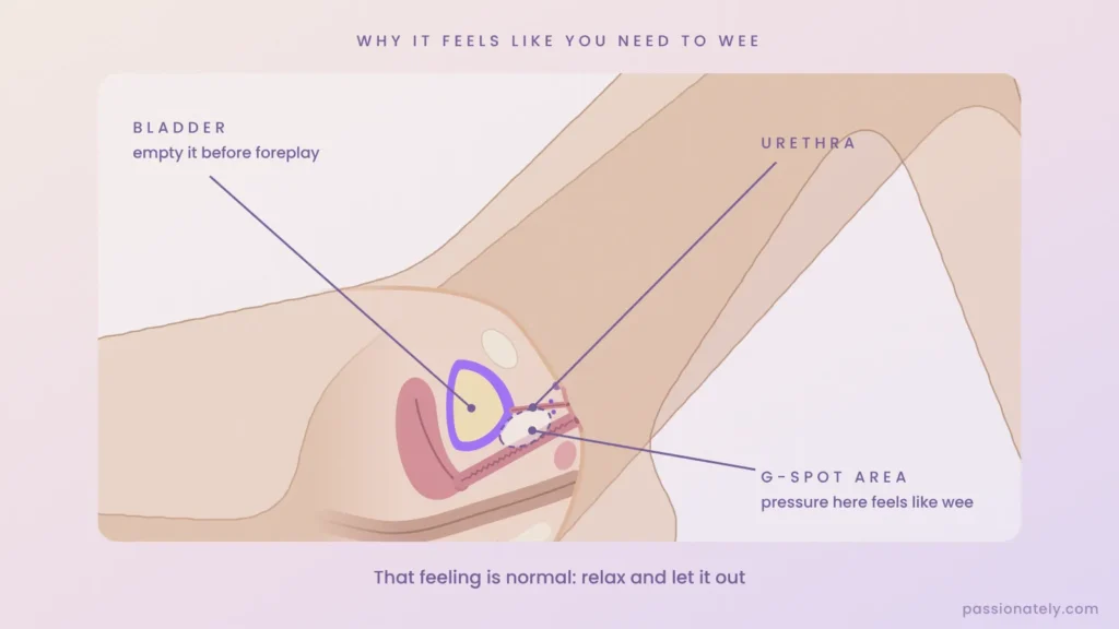 Cross-section illustration of the bladder, urethra and G-spot area, showing why pressure on the G-spot can feel like needing to wee