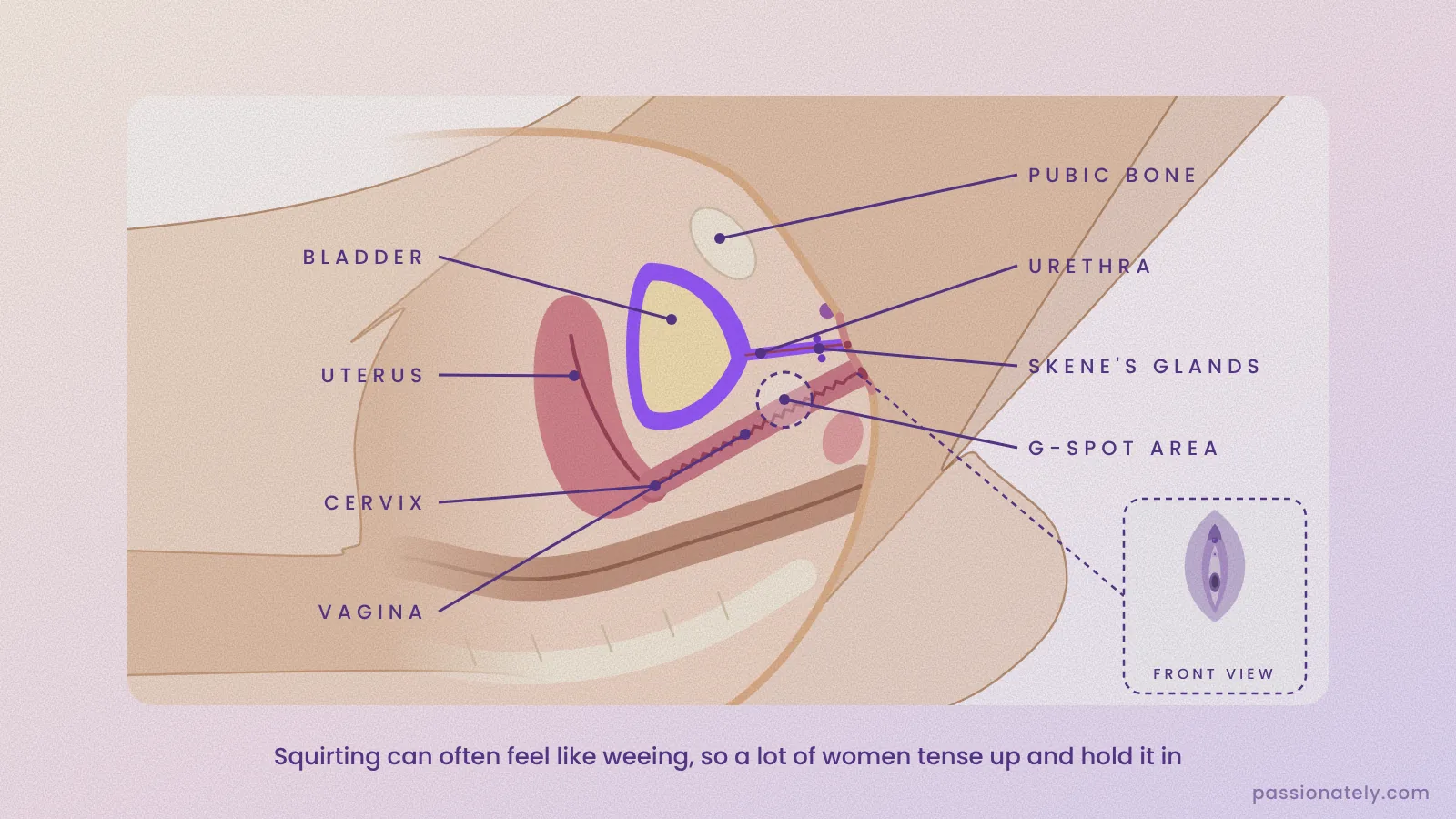 Labelled cross-section of the female pelvis showing the bladder, urethra, Skene’s glands, G-spot area, vagina, cervix, uterus and pubic bone